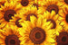 Dimex Helianthus Wall Mural 375x250cm 5 Panels | Yourdecoration.com