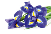 Dimex Iris Wall Mural 375x250cm 5 Panels | Yourdecoration.com