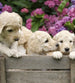 Dimex Labrador Puppies Wall Mural 225x250cm 3 Panels | Yourdecoration.com