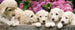 Dimex Labrador Puppies Wall Mural 375x150cm 5 Panels | Yourdecoration.com