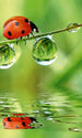 Dimex Ladybird Wall Mural 150x250cm 2 Panels | Yourdecoration.com