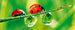 Dimex Ladybird Wall Mural 375x150cm 5 Panels | Yourdecoration.com