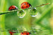 Dimex Ladybird Wall Mural 375x250cm 5 Panels | Yourdecoration.com