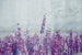 Dimex Lavender Abstract Wall Mural 375x250cm 5 Panels | Yourdecoration.com