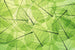 Dimex Leaf Veins Wall Mural 375x250cm 5 Panels | Yourdecoration.com