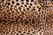 Dimex Leopard Skin Wall Mural 375x250cm 5 Panels | Yourdecoration.com