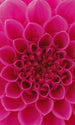 Dimex Pink Dahlia Wall Mural 150x250cm 2 Panels | Yourdecoration.com