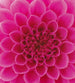 Dimex Pink Dahlia Wall Mural 225x250cm 3 Panels | Yourdecoration.com