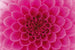 Dimex Pink Dahlia Wall Mural 375x250cm 5 Panels | Yourdecoration.com