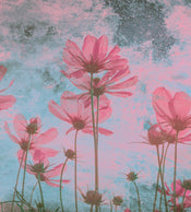 Dimex Pink Flower Abstract Wall Mural 225x250cm 3 Panels | Yourdecoration.com