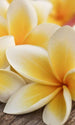 Dimex Plumeria Wall Mural 150x250cm 2 Panels | Yourdecoration.com