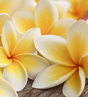 Dimex Plumeria Wall Mural 225x250cm 3 Panels | Yourdecoration.com