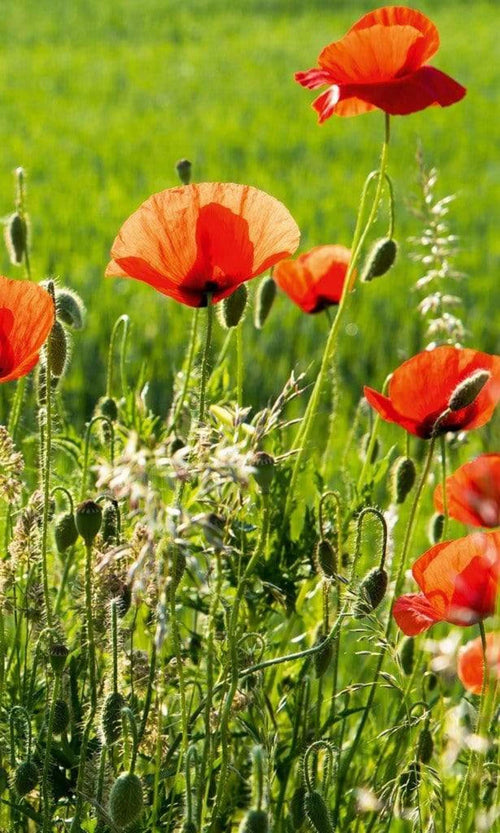 Dimex Poppy Field Wall Mural 150x250cm 2 Panels | Yourdecoration.com