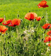 Dimex Poppy Field Wall Mural 225x250cm 3 Panels | Yourdecoration.com