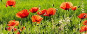 Dimex Poppy Field Wall Mural 375x150cm 5 Panels | Yourdecoration.com