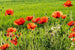 Dimex Poppy Field Wall Mural 375x250cm 5 Panels | Yourdecoration.com