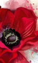 Dimex Poppy Wall Mural 150x250cm 2 Panels | Yourdecoration.com