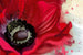 Dimex Poppy Wall Mural 375x250cm 5 Panels | Yourdecoration.com