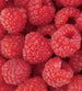 Dimex Raspberry Wall Mural 225x250cm 3 Panels | Yourdecoration.com