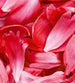 Dimex Red Petals Wall Mural 225x250cm 3 Panels | Yourdecoration.com