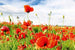 Dimex Red Poppies Wall Mural 375x250cm 5 Panels | Yourdecoration.com