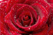 Dimex Red Rose Wall Mural 375x250cm 5 Panels | Yourdecoration.com