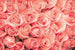 Dimex Roses Wall Mural 375x250cm 5 Panels | Yourdecoration.com