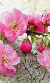 Dimex Sakura Wall Mural 150x250cm 2 Panels | Yourdecoration.com