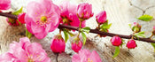 Dimex Sakura Wall Mural 375x150cm 5 Panels | Yourdecoration.com