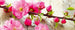 Dimex Sakura Wall Mural 375x150cm 5 Panels | Yourdecoration.com