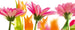 Dimex Spring Flowers Wall Mural 375x150cm 5 Panels | Yourdecoration.com