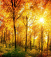 Dimex Sunny Forest Wall Mural 225x250cm 3 Panels | Yourdecoration.com