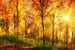 Dimex Sunny Forest Wall Mural 375x250cm 5 Panels | Yourdecoration.com