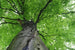 Dimex Treetop Wall Mural 375x250cm 5 Panels | Yourdecoration.com