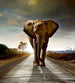 Dimex Walking Elephant Wall Mural 225x250cm 3 Panels | Yourdecoration.com