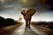 Dimex Walking Elephant Wall Mural 375x250cm 5 Panels | Yourdecoration.com