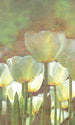 Dimex White Tulips Abstract Wall Mural 150x250cm 2 Panels | Yourdecoration.com