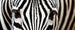 Dimex Zebra Wall Mural 375x150cm 5 Panels | Yourdecoration.com