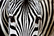 Dimex Zebra Wall Mural 375x250cm 5 Panels | Yourdecoration.com