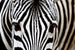 Dimex Zebra Wall Mural 375x250cm 5 Panels | Yourdecoration.com