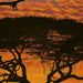 Komar African Sunset Wall Mural National Geographic 194x270cm | Yourdecoration.com