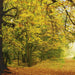 Komar Autumn Forest Wall Mural 388x270cm | Yourdecoration.com