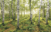 Komar Birch Trees Non Woven Wall Mural 400x250cm 4 Panels | Yourdecoration.com