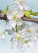 Komar Blossom Non Woven Wall Mural 184x248cm | Yourdecoration.com