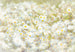 Komar Daisies Wall Mural 368x254cm | Yourdecoration.com