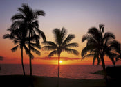 Komar Hawaii Wall Mural 368x254cm | Yourdecoration.com