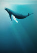 Komar Non Woven Wall Mural Iax4 0045 Artsy Humpback Whale | Yourdecoration.com