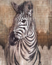 Komar Non Woven Wall Mural X4 1010 Zebra Web | Yourdecoration.com