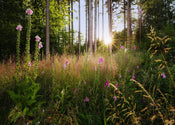 Komar Non Woven Wall Mural X7 1005 Summer Glade | Yourdecoration.com