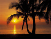 Komar Palmy Beach Sunrise Wall Mural 368x254cm | Yourdecoration.com